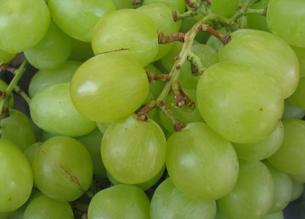 green grape fruit