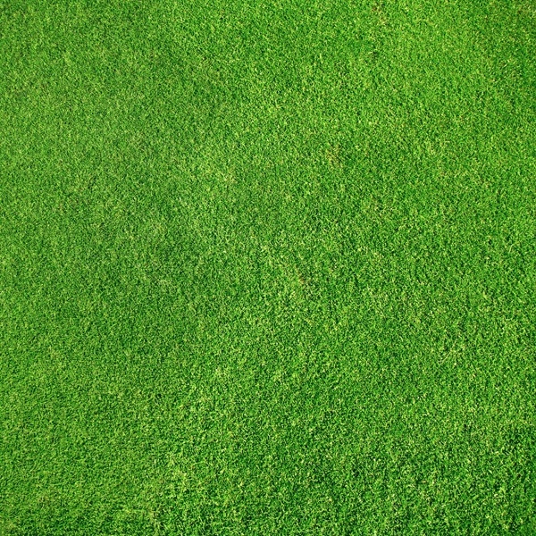 green grass 05 hd picture