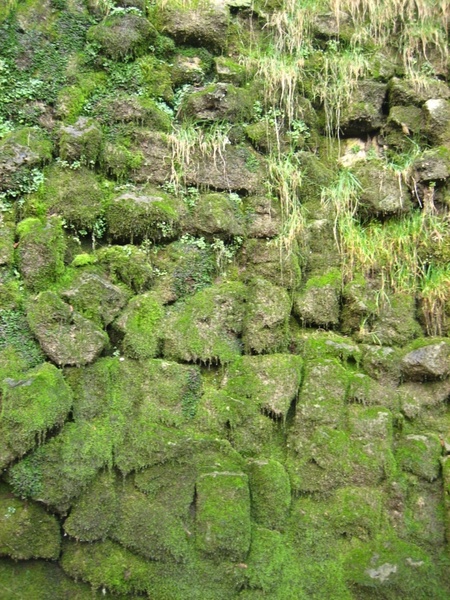 green grass texture with moss
