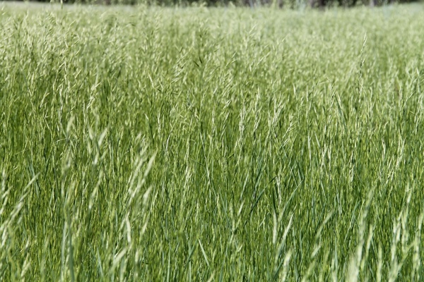 green grass wheat field