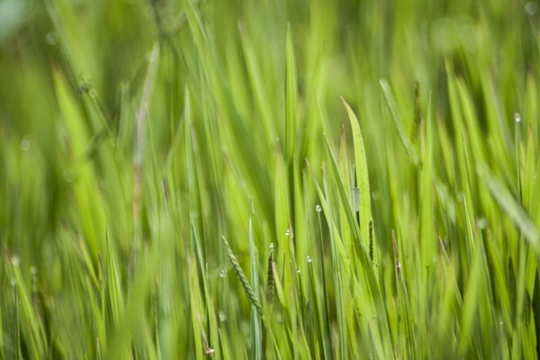 green grasses nature