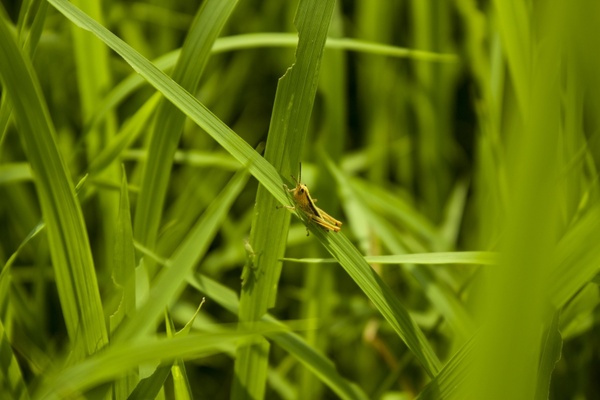 green grasshopper paddy field