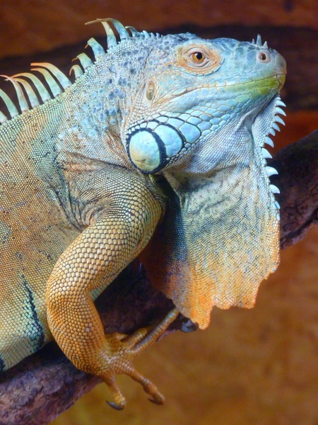 green iguana iguana reptile