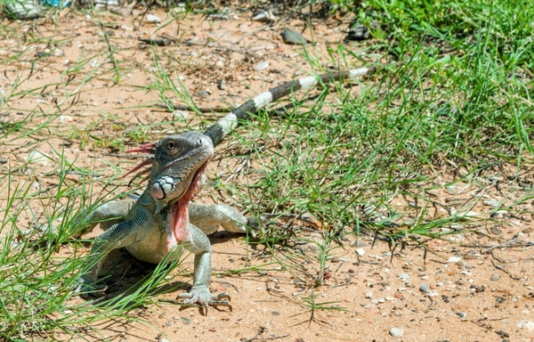 green iguana reptile lizard
