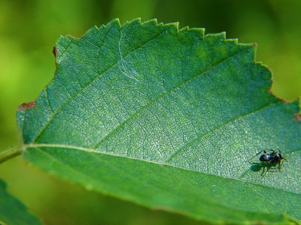 green leaf ant