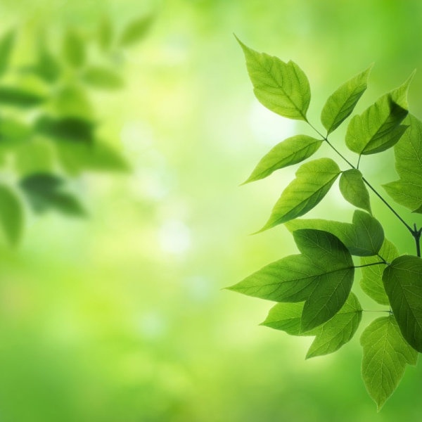 green leaf background 02 hd pictures 