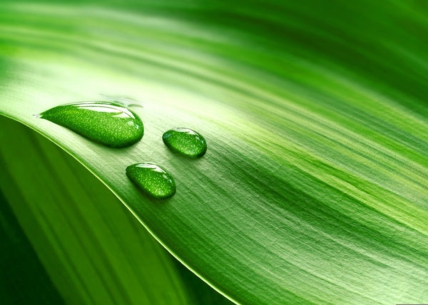 green leaf closeup highdefinition picture 1 