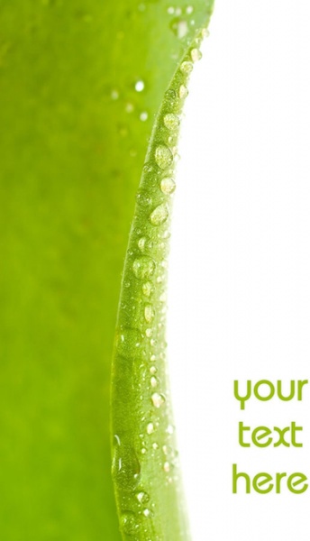 green leaf drops hd picture 2