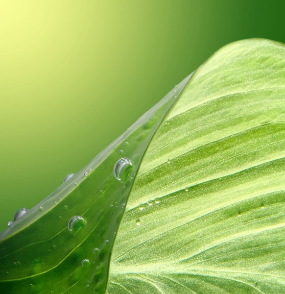 green leaf drops hd picture 4
