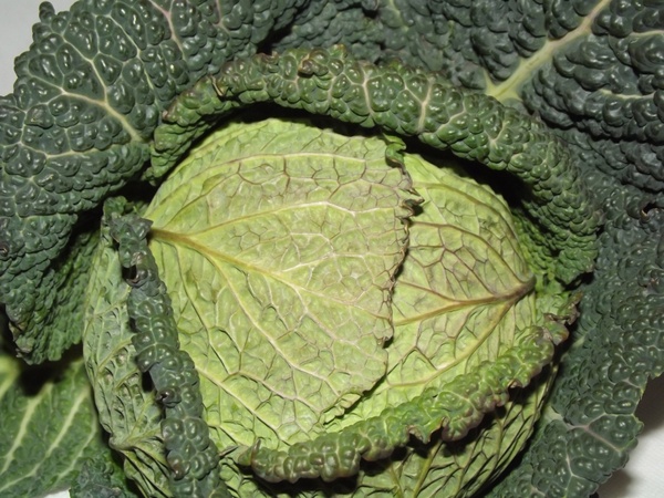 green leafy cabbage 02