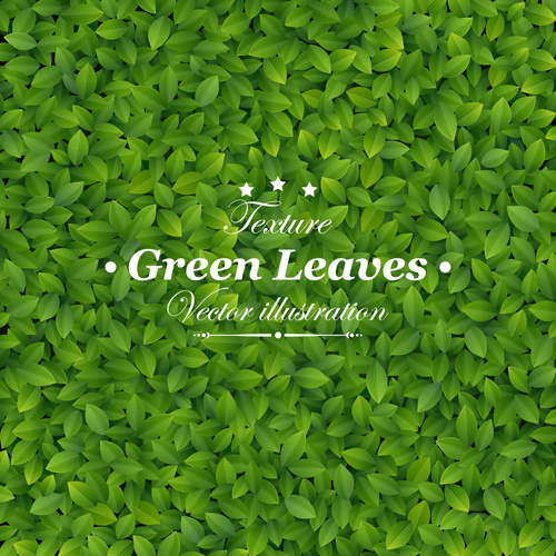 green leaves design vector
