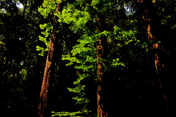 green leaves on brown trunks 