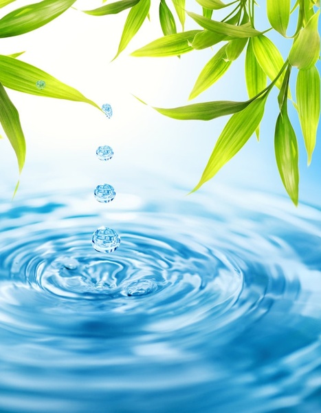 green leaves water droplets ripple hd picture