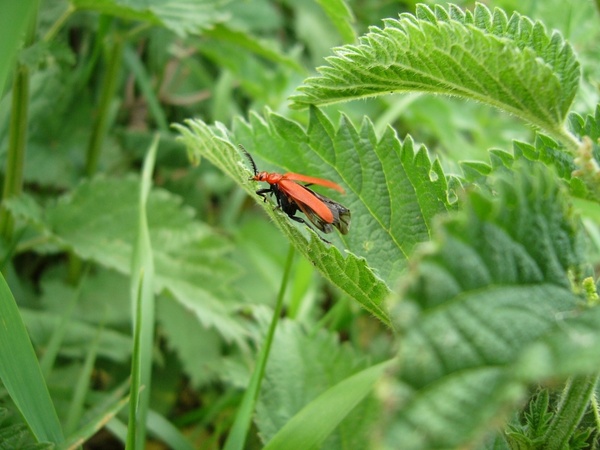 green letter beetle