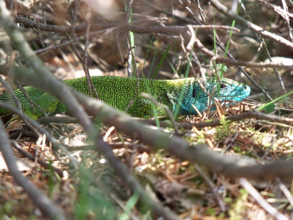 green lizard lacerta viridis male