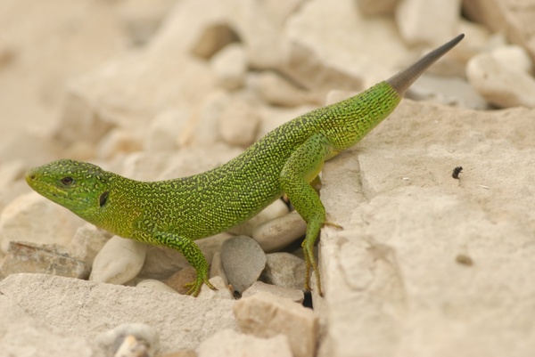 green lizard nature