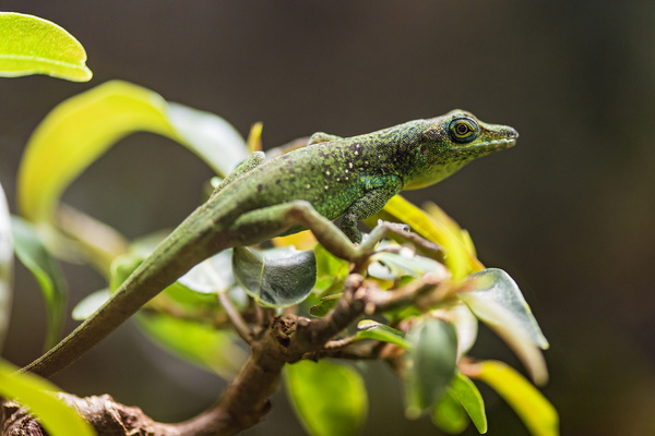 green lizard on the foliage