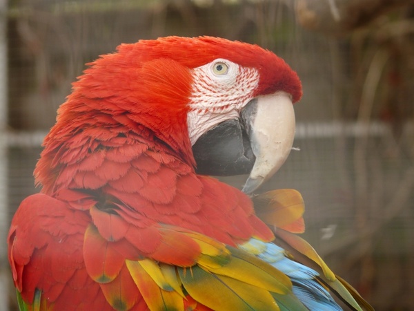 green macaw parrot dark red ara