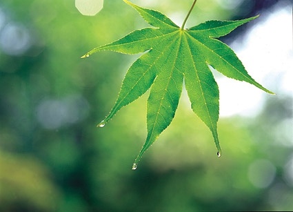 green maple leaf picture 