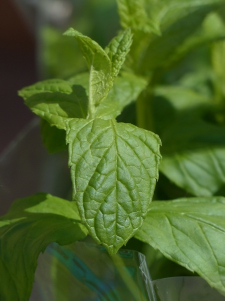 green mint kitchen herb mint