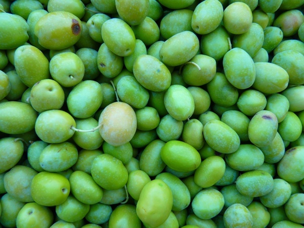 green olives olives immature