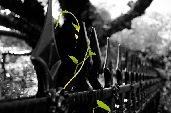 green plant on the iron fence