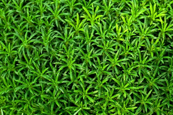 Green plant wallpaper photos free download 12,424 .jpg files