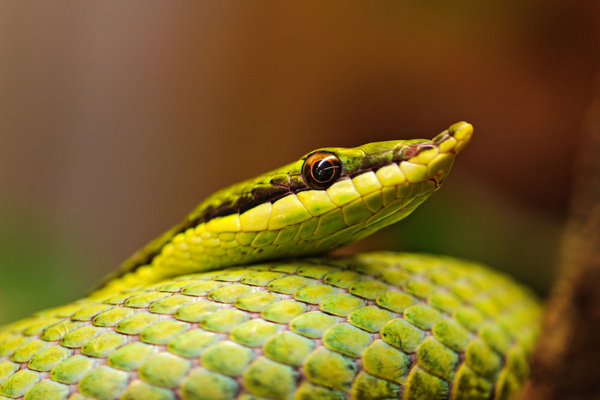 green pointy snake