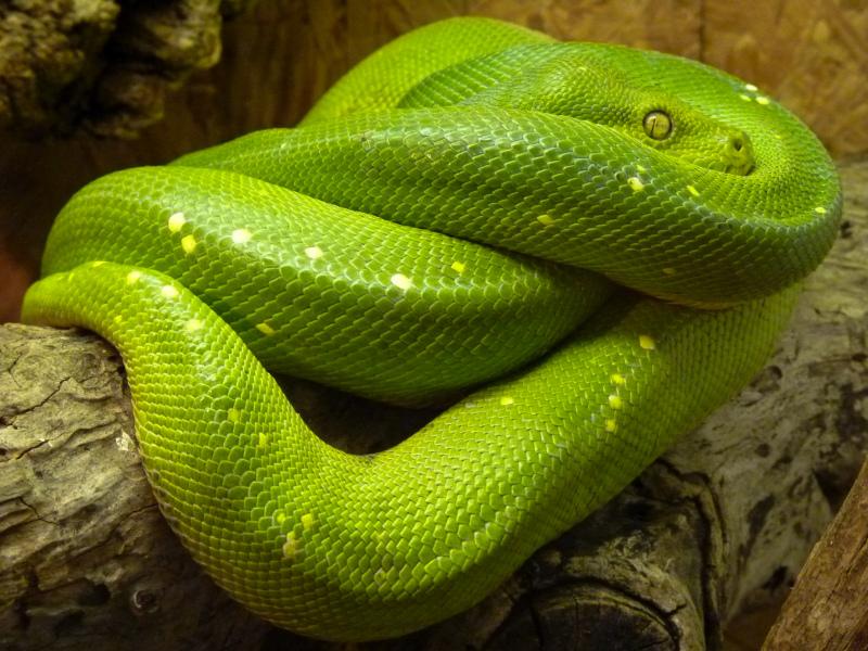 green  python backdrop picture closeup elegance realistic 