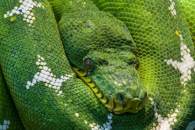 green python backdrop picture closeup realistic 