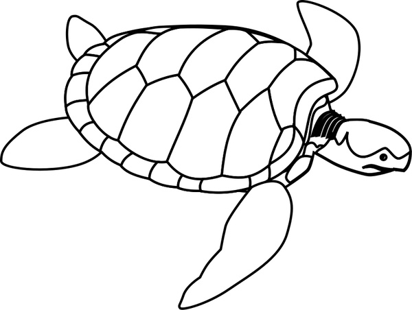 Green sea turtle line art