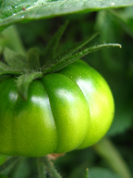 green tomato heirloom
