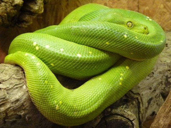 green tree python morelia viridis snake