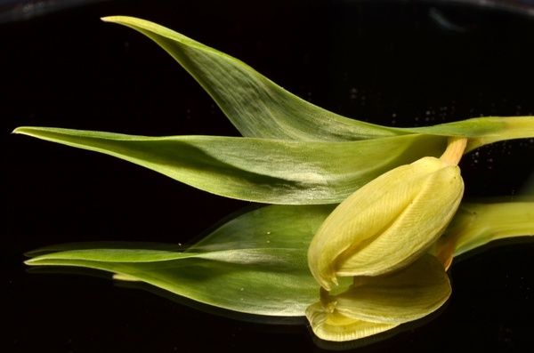green tulip flower