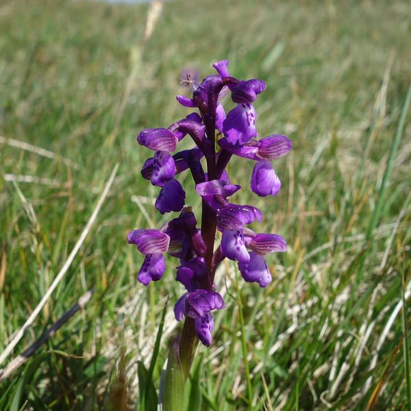 green winged orchid
