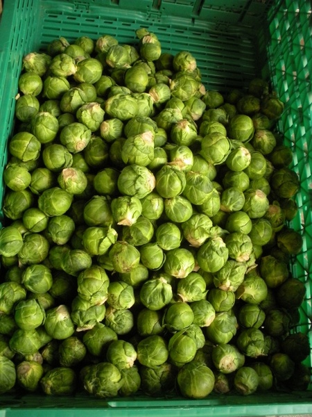 greengrocer brussels sprouts fresh