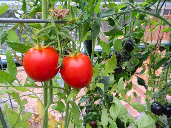 greenhouse tomatoes 