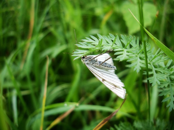 green-veined white meadow butterfly