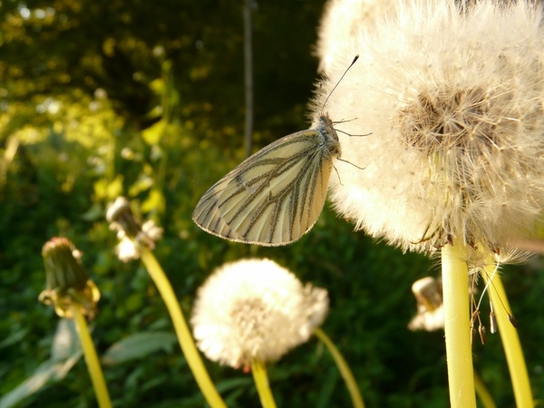 green-veined white white ling butterfly