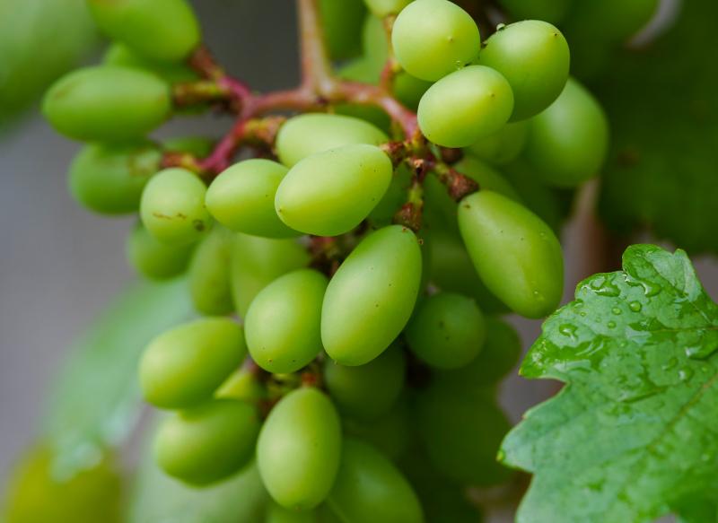 gresh grapes backdrop picture elegant realistic closeup 