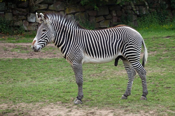 grevy039s zebra