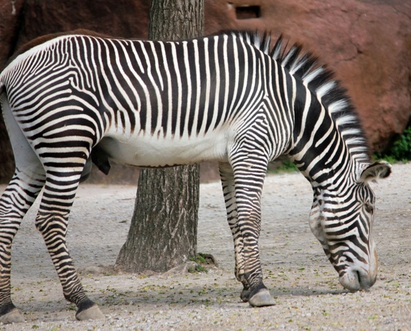grevy039s zebra