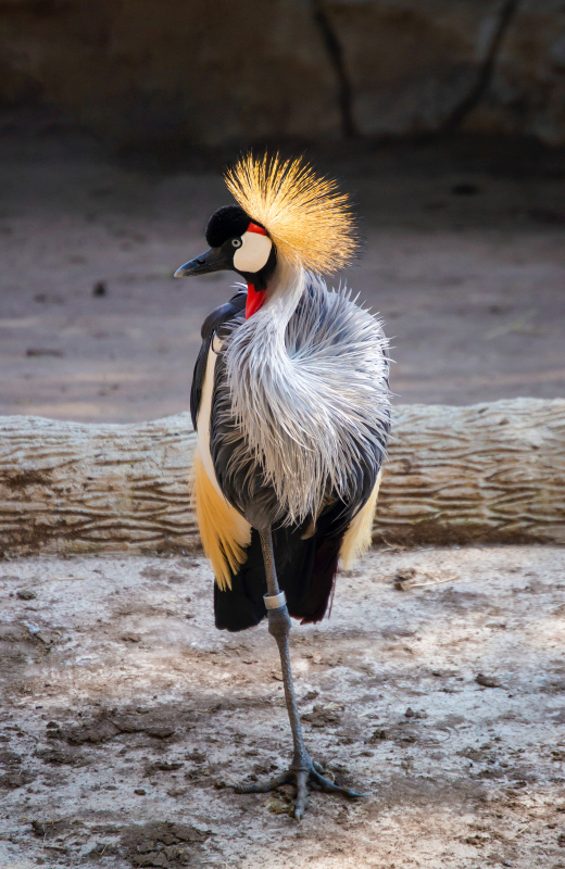 grey crowned crane picture elegant contrast realistic 
