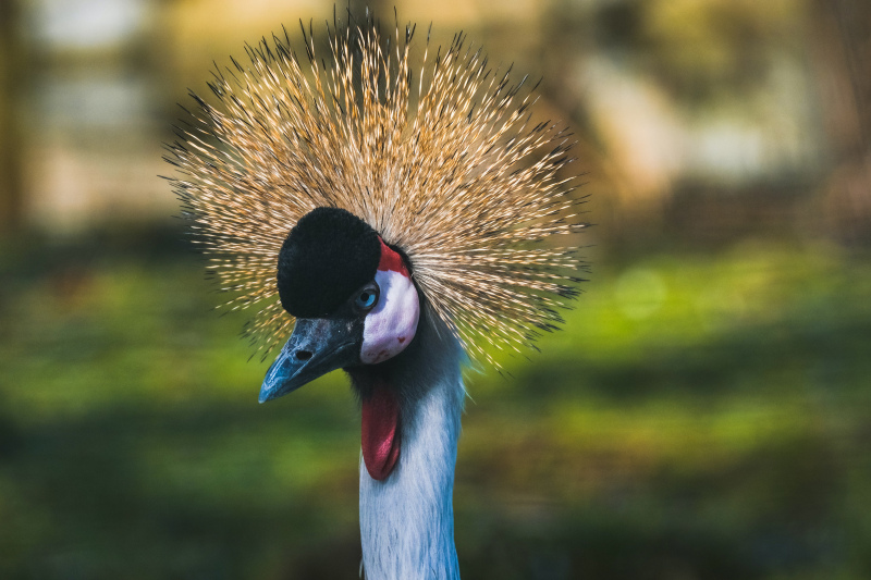 grey crowned crane picture elegant face closeup 