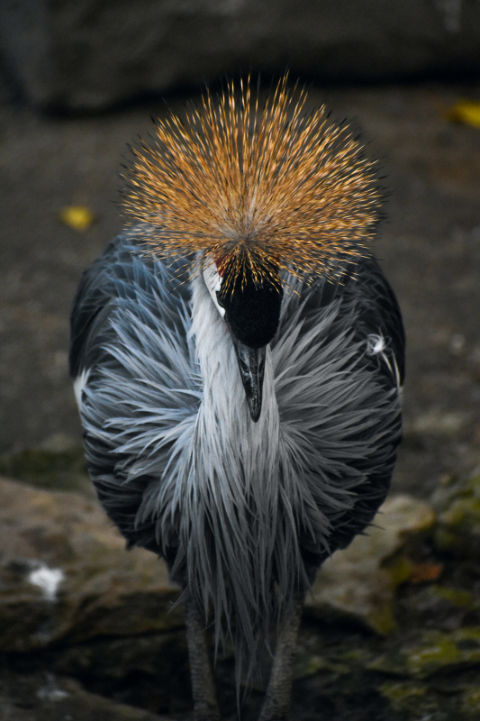 grey crowned crane picture realistic contrast 