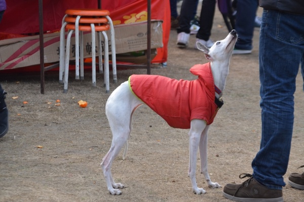 greyhound 