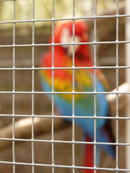 grid imprisoned parrot 
