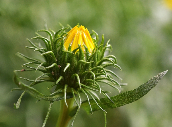 closeup of green flower with yellow bud