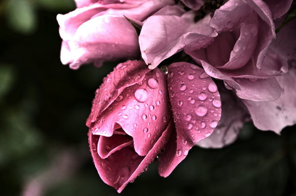grindelwald flowers pink 