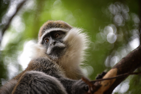 grivet monkey ethiopia 